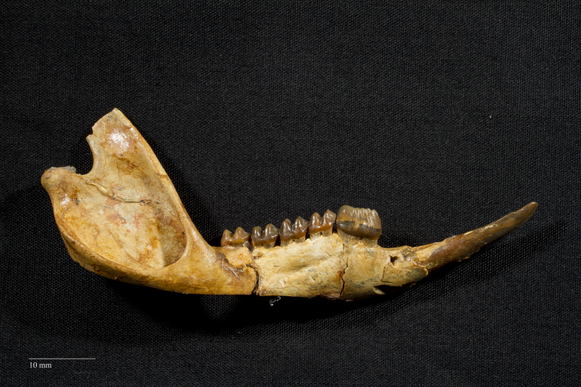 Kangaroo Evolution New fossil discovery Western Australian Museum